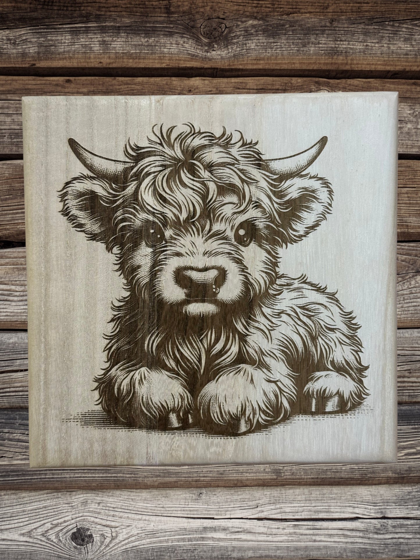 Scottish Highland cattle