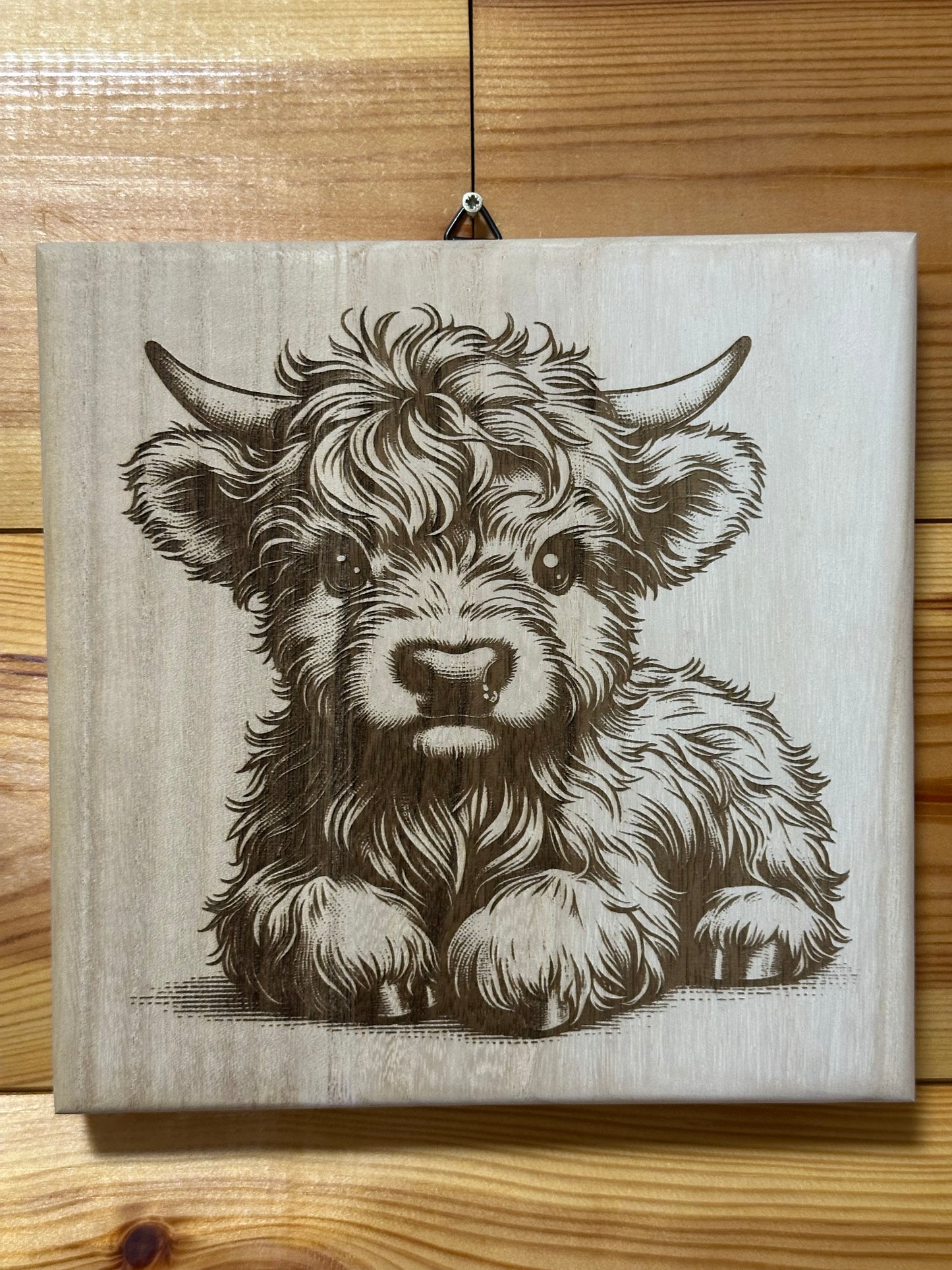 Scottish Highland cattle