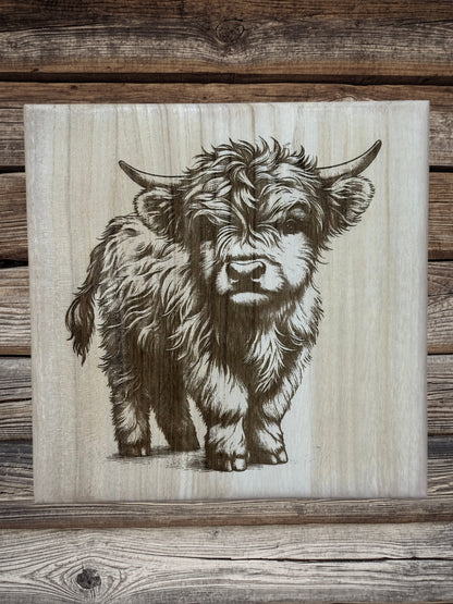 Scottish Highland cattle