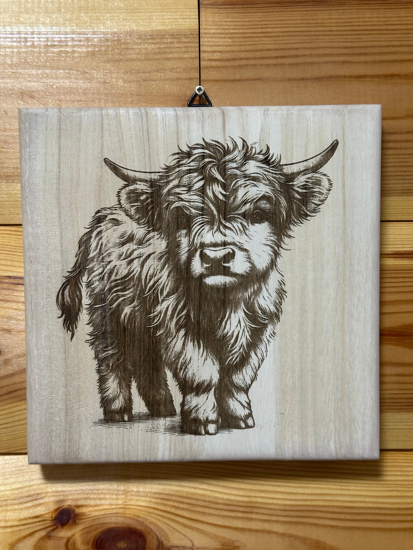 Scottish Highland cattle