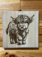 Scottish Highland cattle