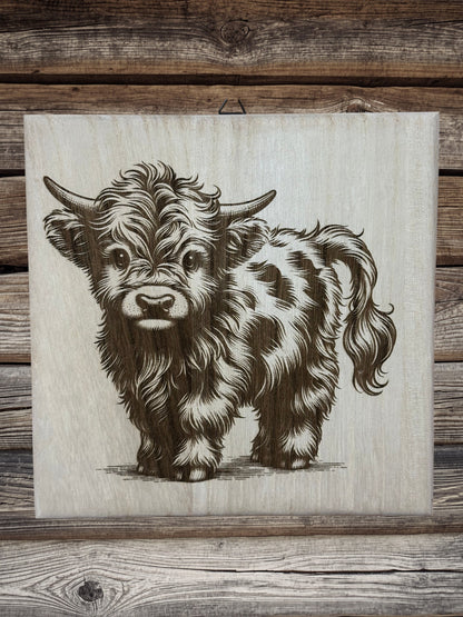 Scottish Highland cattle