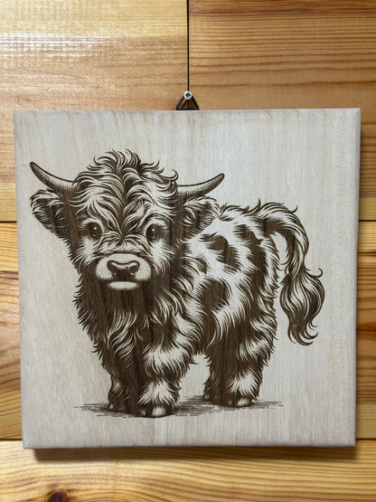 Scottish Highland cattle