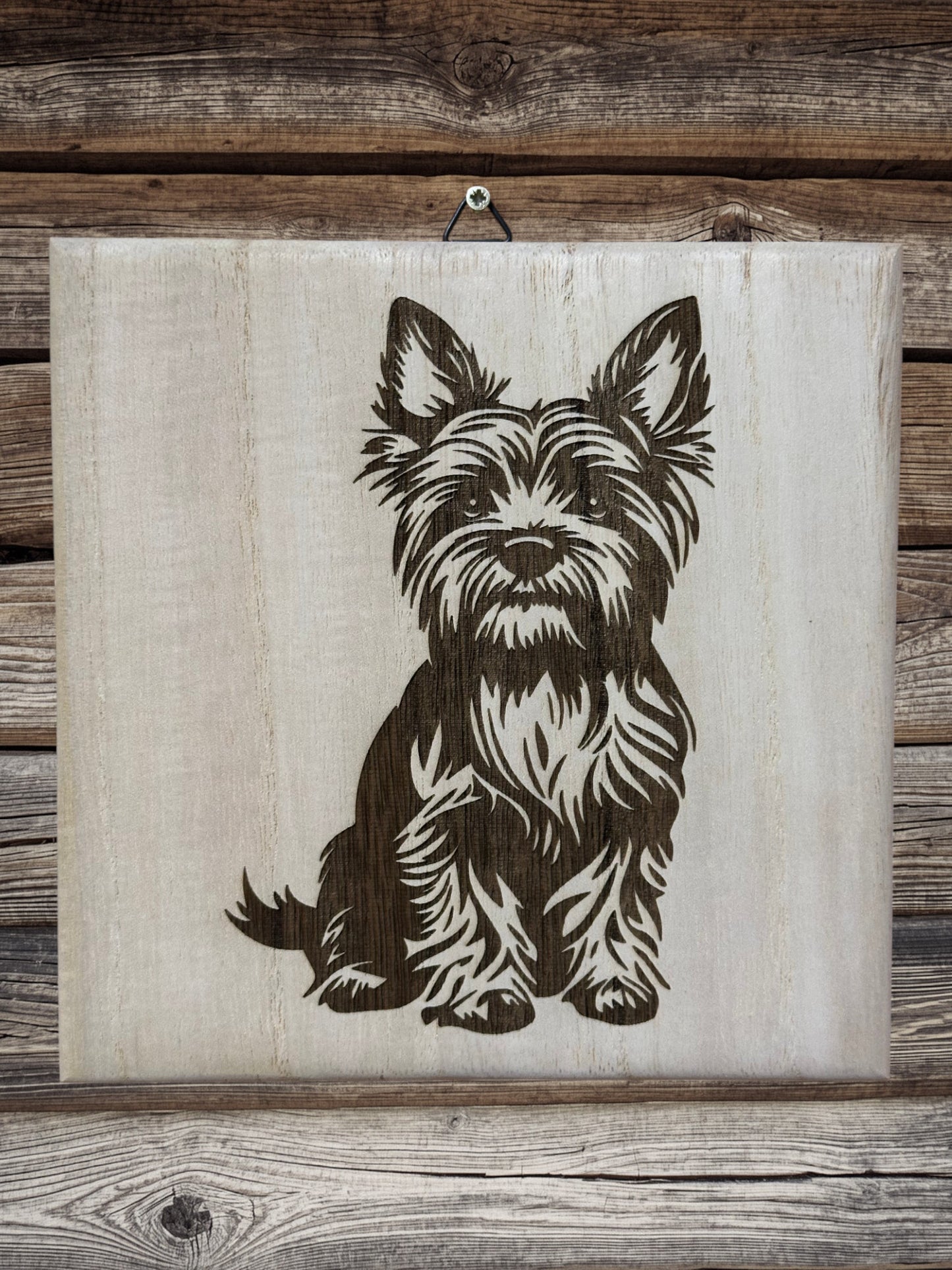 Cute Yorkie puppies