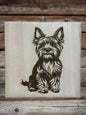 Cute Yorkie puppies