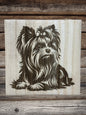 Cute Yorkie puppies