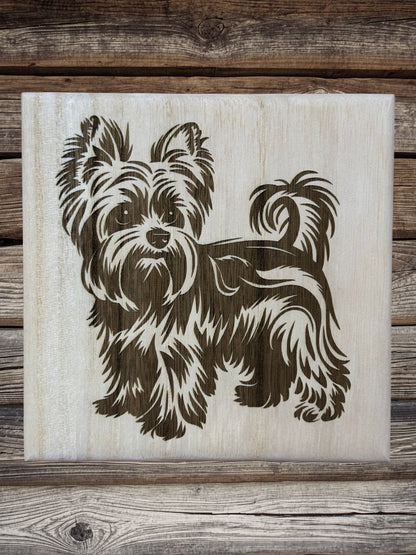 Cute Yorkie puppies