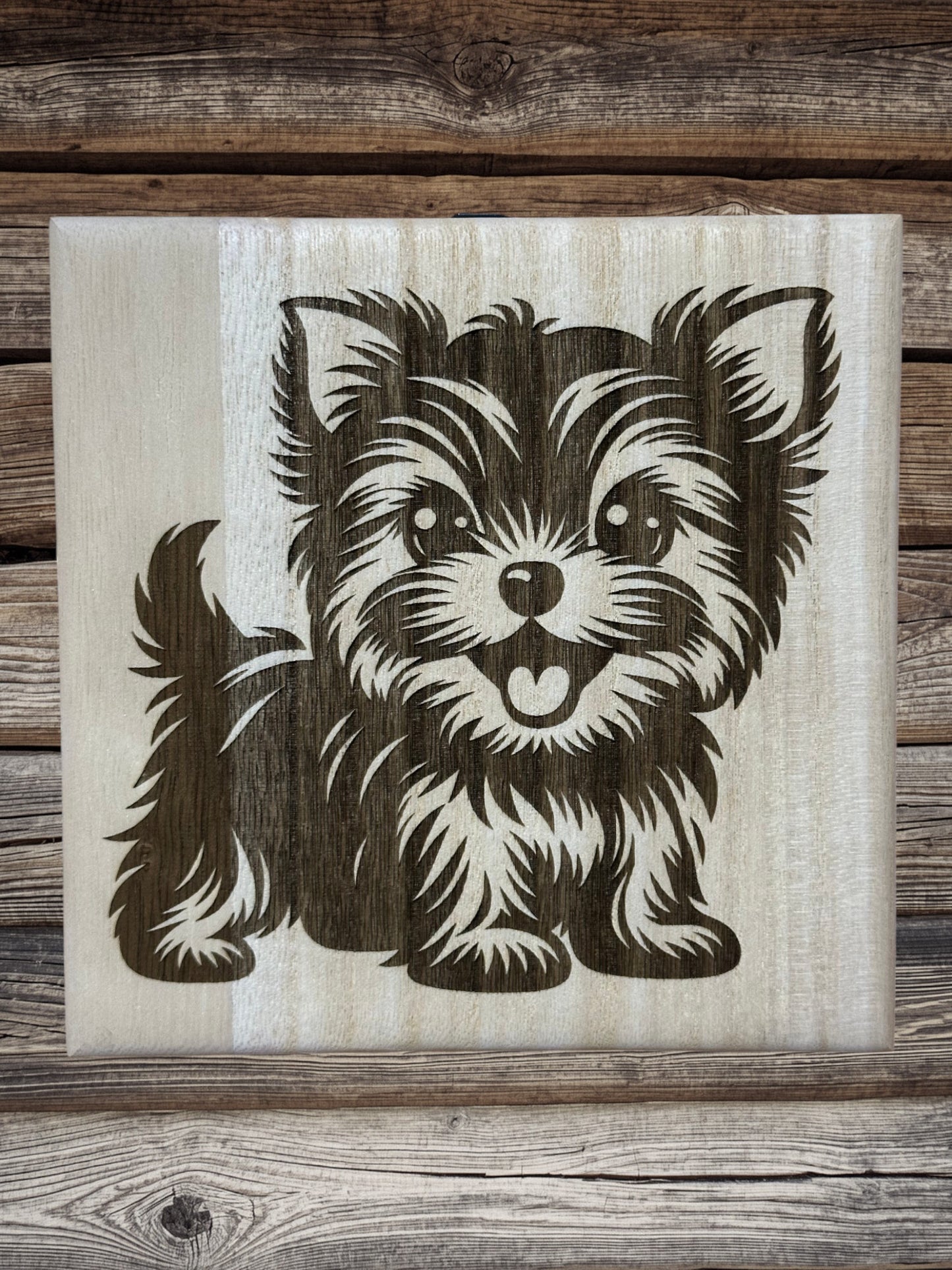 Cute Yorkie puppies