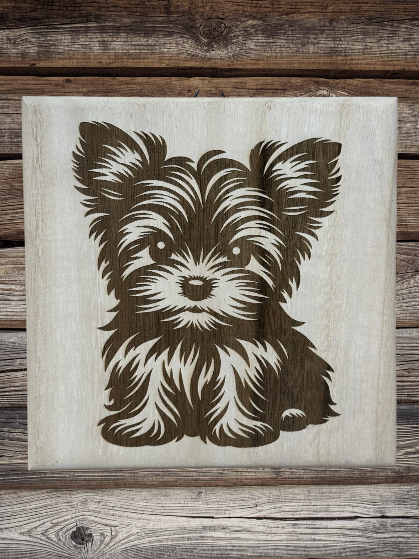 Cute Yorkie puppies