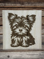 Cute Yorkie puppies