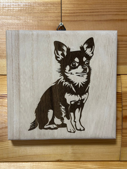 Chihuahua puppies