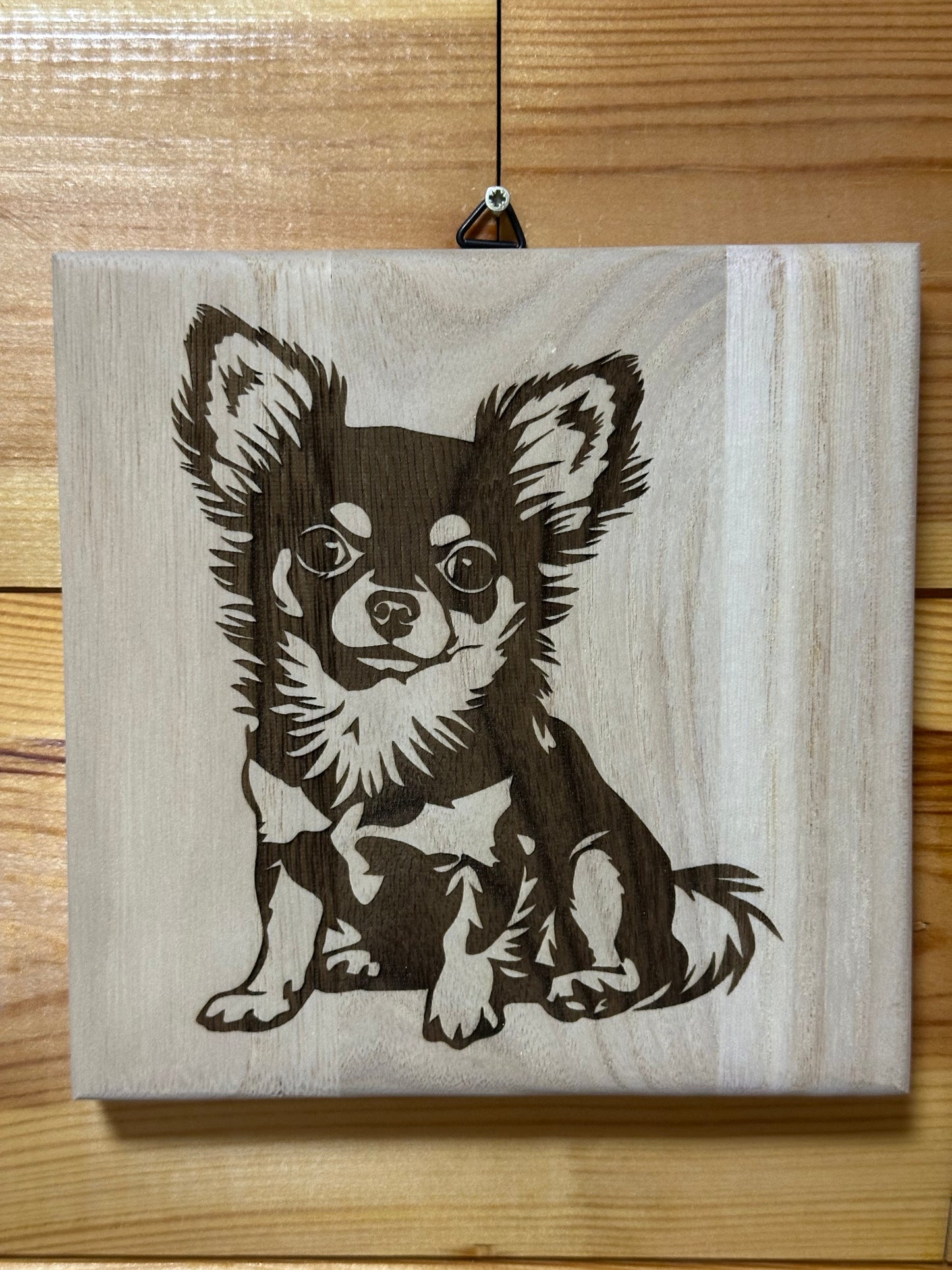 Chihuahua puppies