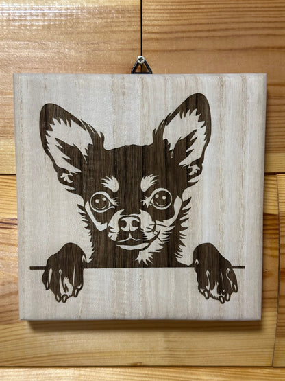 Chihuahua puppies