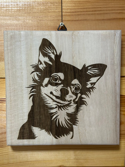 Chihuahua puppies