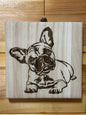 Frenchie puppies