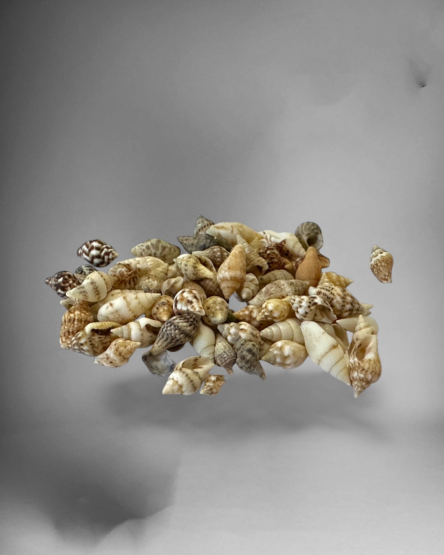 Mini sea snail houses