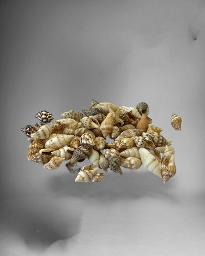 Mini sea snail houses