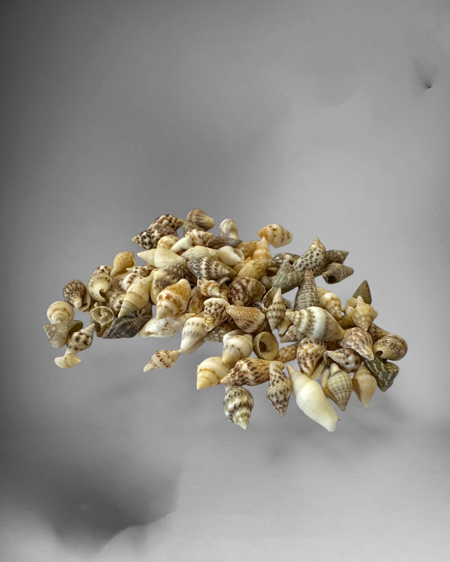 Mini sea snail houses